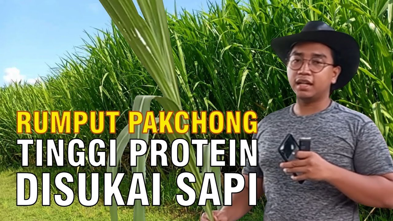 
                                 Hijauan-Pakan-Rumput-Pakchong-Tinggi-Protein-Untuk-Sapi